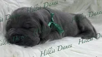 Lightening, a male Great Dane for sale in Millersport, OH – 1 of 3