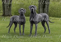 Lightening , a male Great Dane for sale in Millersport, OH – 2 of 3