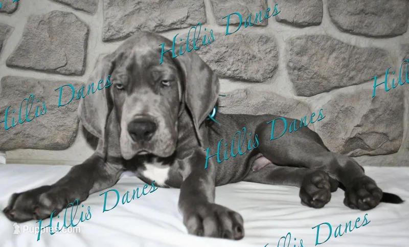 Blitz – Great Dane puppy for sale in Millersport, OH