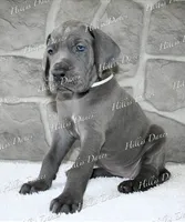 Rayne, a female Great Dane for sale in Millersport, OH – 10 of 10