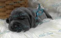 Blitz, a male Great Dane for sale in Millersport, OH – 4 of 5