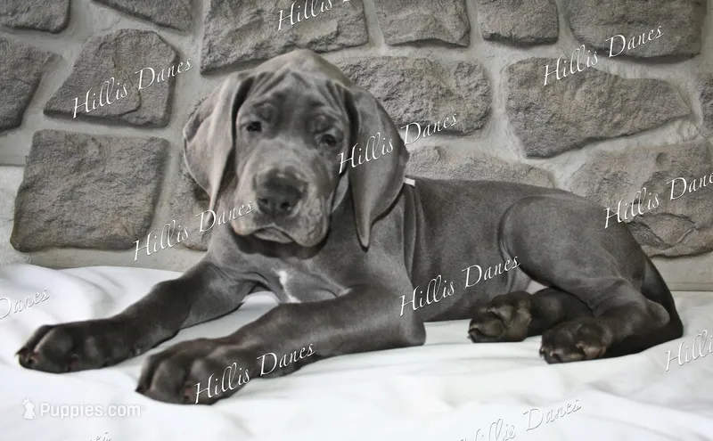 Rayne – Great Dane puppy for sale in Millersport, OH