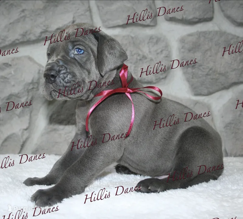 Striker – Great Dane puppy for sale in Millersport, OH
