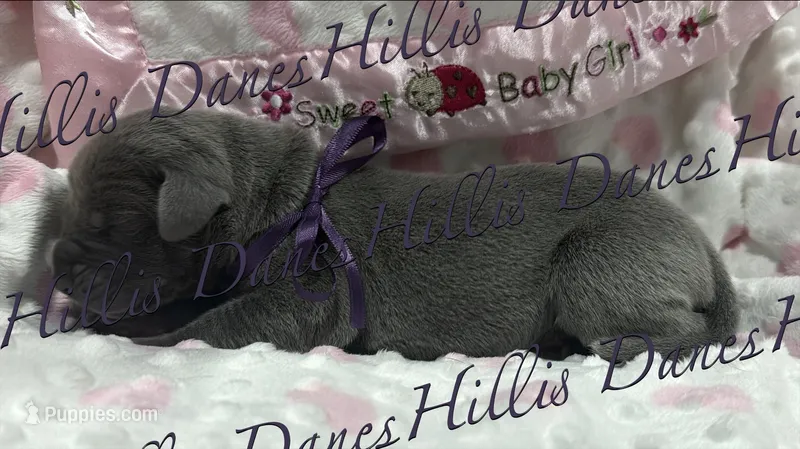 Storm – Great Dane puppy for sale in Millersport, OH