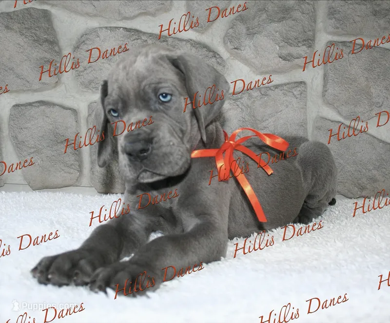 Boomer  – Great Dane puppy for sale in Millersport, OH