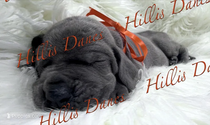 Boomer  – Great Dane puppy on hold in Millersport, OH