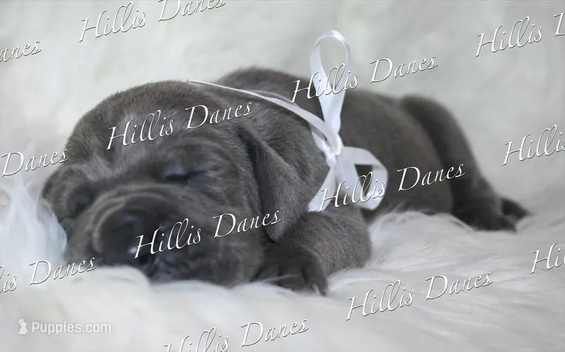 Rayne – Great Dane puppy for sale in Millersport, OH