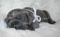 Rayne, a female Great Dane for sale in Millersport, OH – 5 of 10