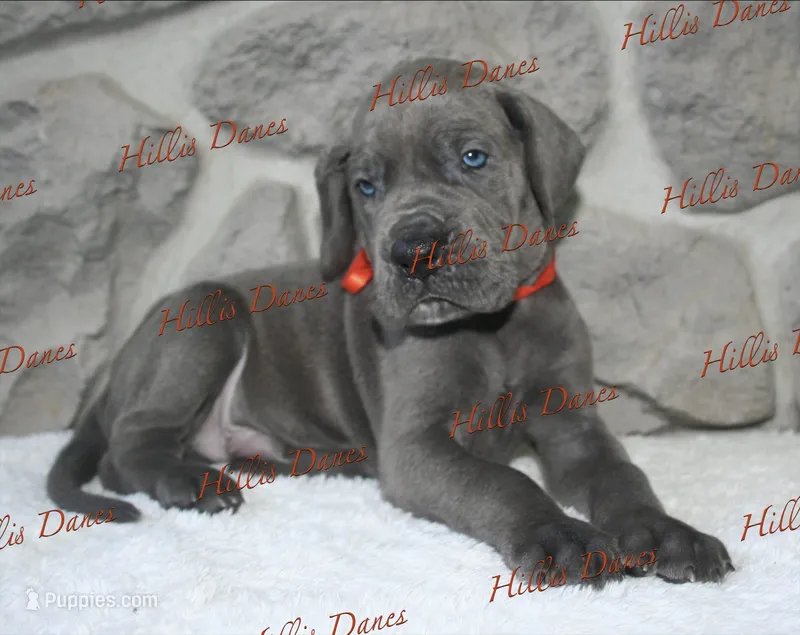 Boomer  – Great Dane puppy on hold in Millersport, OH