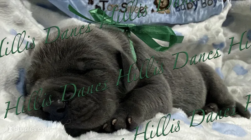 Lightening  – Great Dane puppy for sale in Millersport, OH
