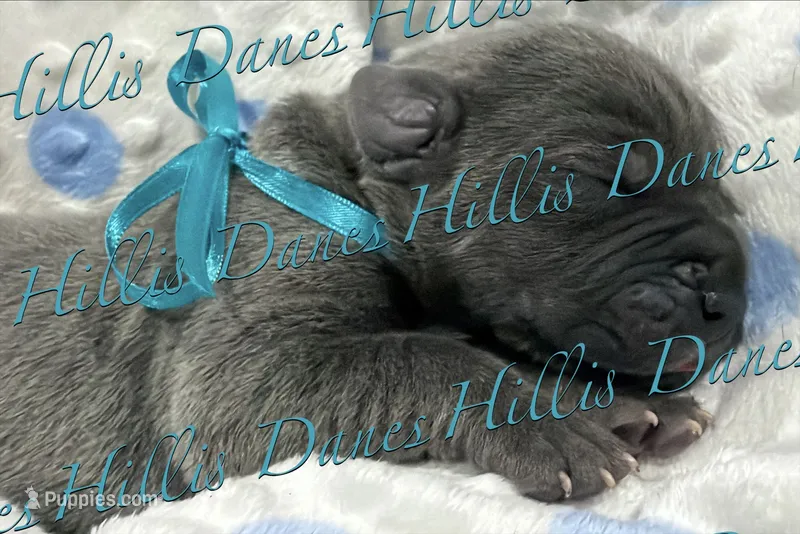 Blitz – Great Dane puppy for sale in Millersport, OH