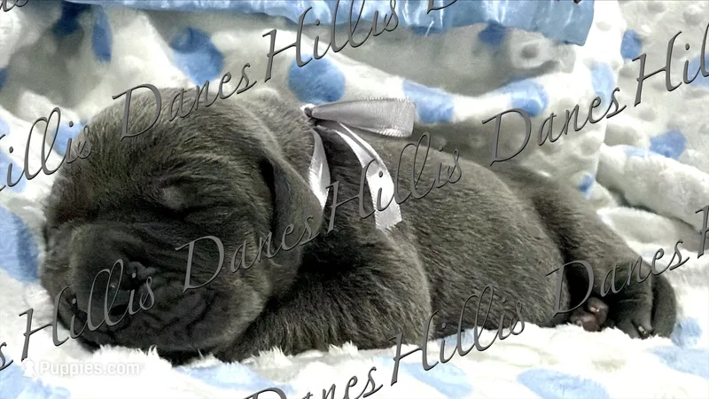 Thunder  – Great Dane puppy for sale in Millersport, OH