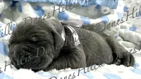 Thunder , a male Great Dane for sale in Millersport, OH – 1 of 3