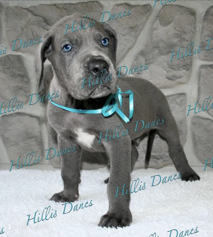 Blitz – Great Dane puppy for sale in Millersport, OH