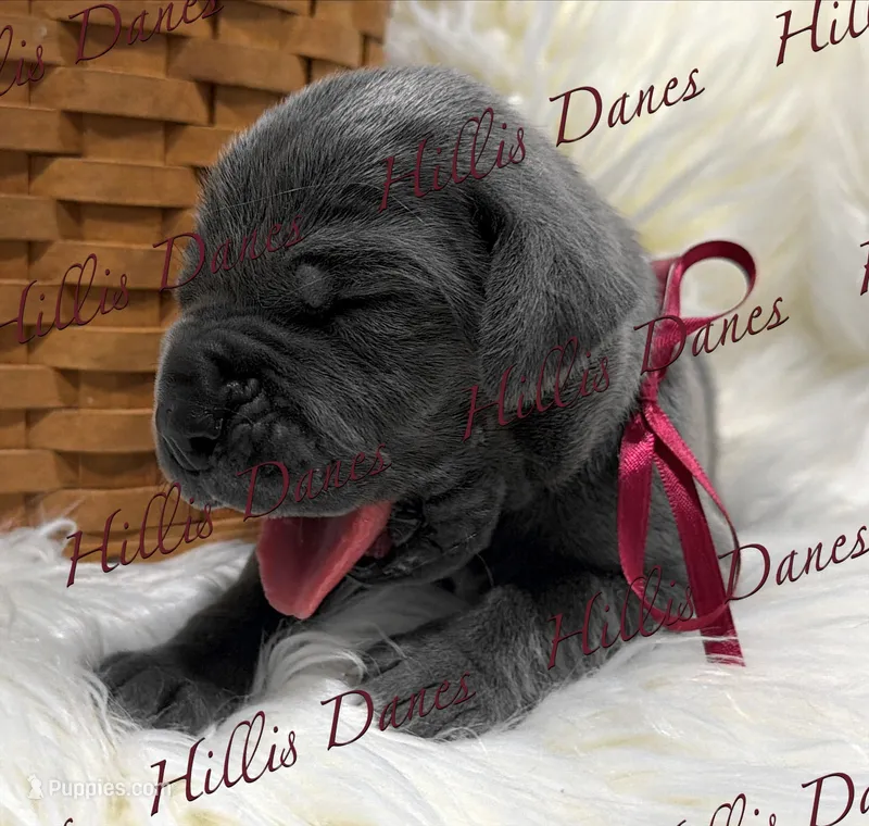 Striker – Great Dane puppy for sale in Millersport, OH