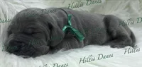 Lightening, a male Great Dane for sale in Millersport, OH – 2 of 3