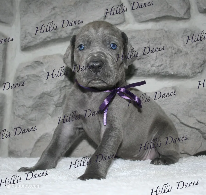 Storm – Great Dane puppy on hold in Millersport, OH
