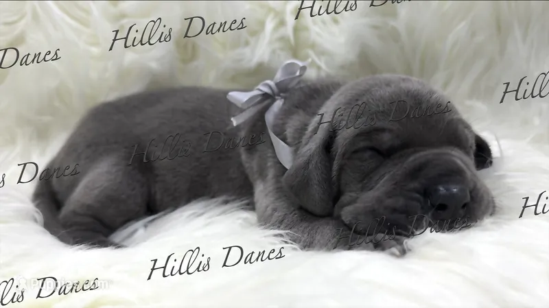 Thunder  – Great Dane puppy on hold in Millersport, OH