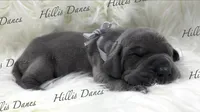 Thunder , a male Great Dane for sale in Millersport, OH – 4 of 5