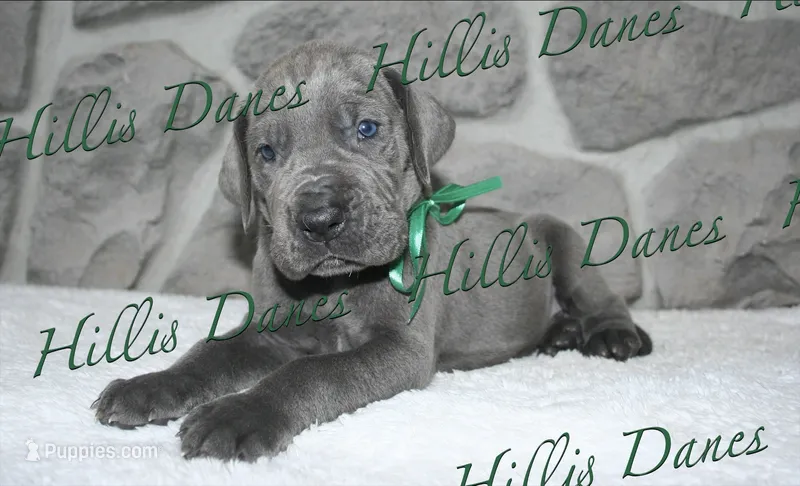 Lightening – Great Dane puppy for sale in Millersport, OH
