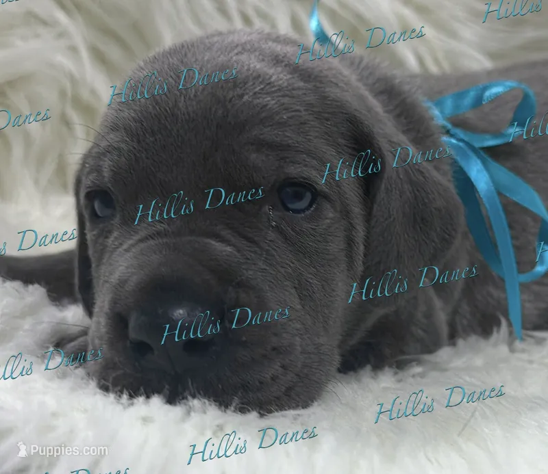 Blitz – Great Dane puppy on hold in Millersport, OH