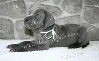 Rayne, a female Great Dane for sale in Millersport, OH – 9 of 10