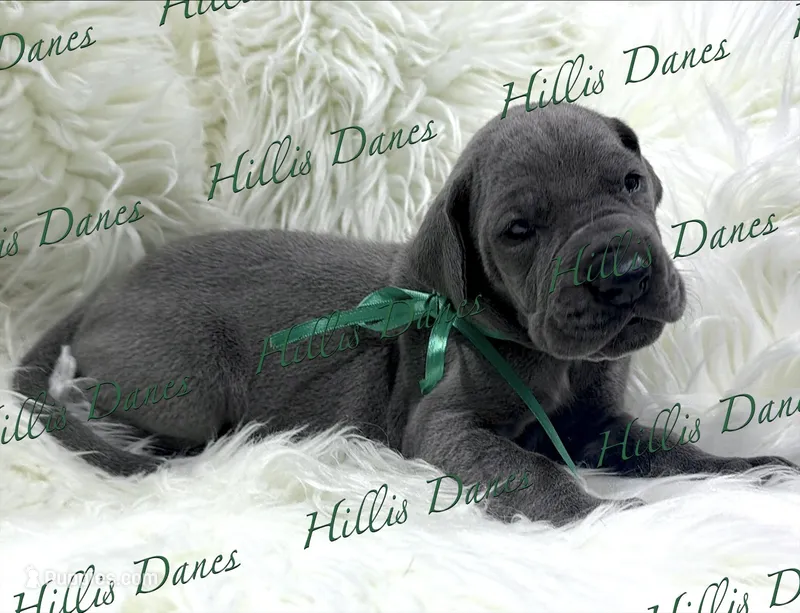 Lightening – Great Dane puppy for sale in Millersport, OH
