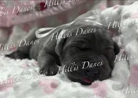 Rayne, a female Great Dane for sale in Millersport, OH – 3 of 3