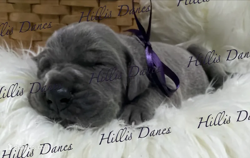 Storm – Great Dane puppy for sale in Millersport, OH