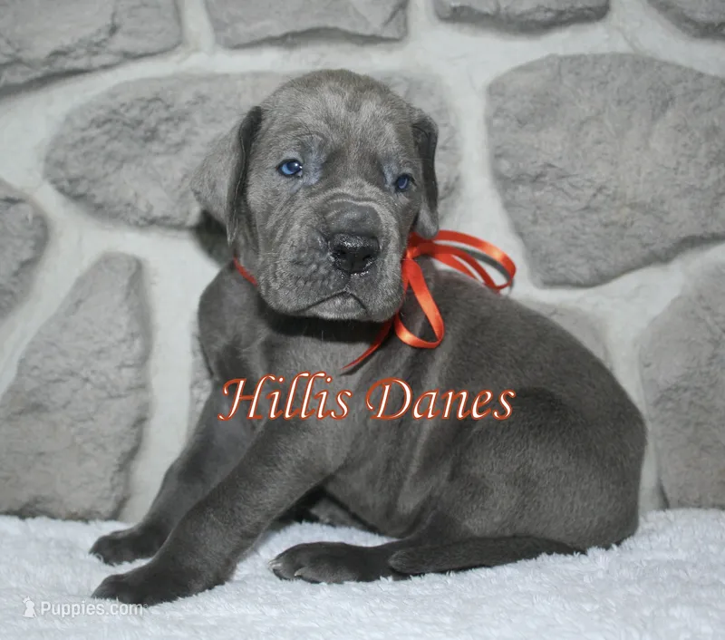 Boomer  – Great Dane puppy on hold in Millersport, OH