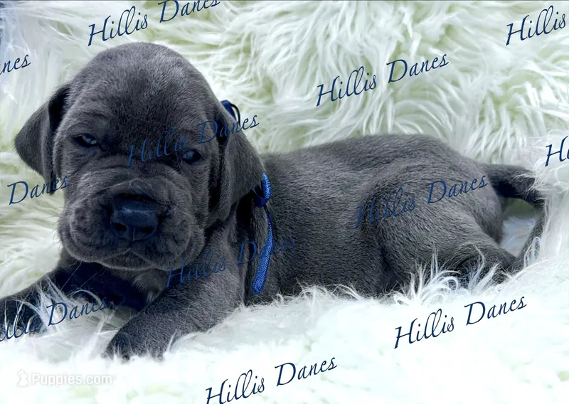 Regen – Great Dane puppy on hold in Millersport, OH