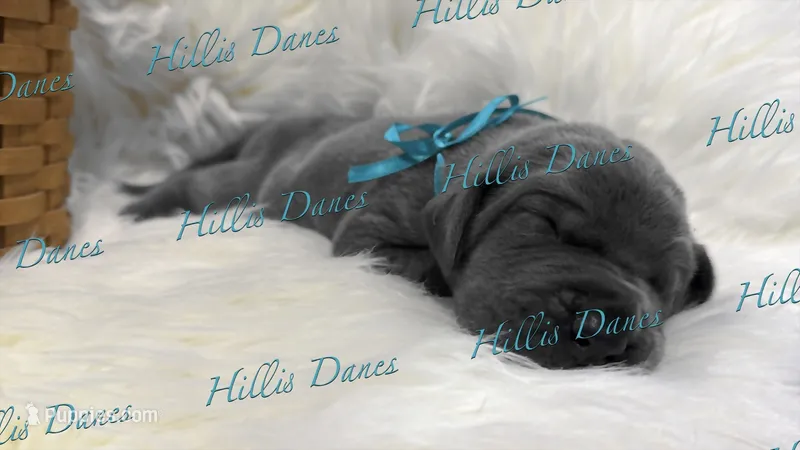 Blitz – Great Dane puppy on hold in Millersport, OH
