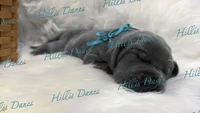 Blitz, a male Great Dane for sale in Millersport, OH – 3 of 5