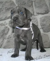 Thunder , a male Great Dane for sale in Millersport, OH – 2 of 5