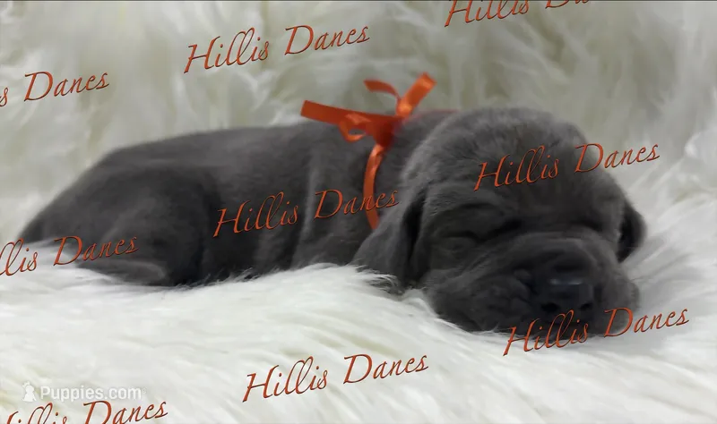 Boomer  – Great Dane puppy on hold in Millersport, OH
