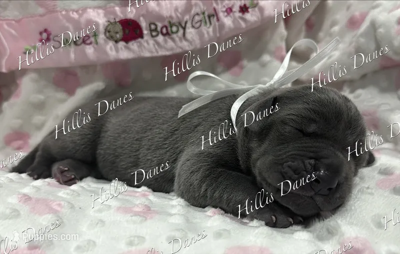 Rayne – Great Dane puppy for sale in Millersport, OH
