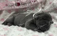 Rayne, a female Great Dane for sale in Millersport, OH – 1 of 3