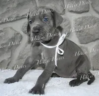 Rayne, a female Great Dane for sale in Millersport, OH – 2 of 10