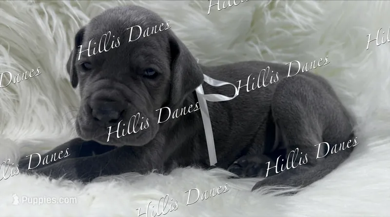 Rayne – Great Dane puppy for sale in Millersport, OH