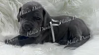 Rayne, a female Great Dane for sale in Millersport, OH – 4 of 10