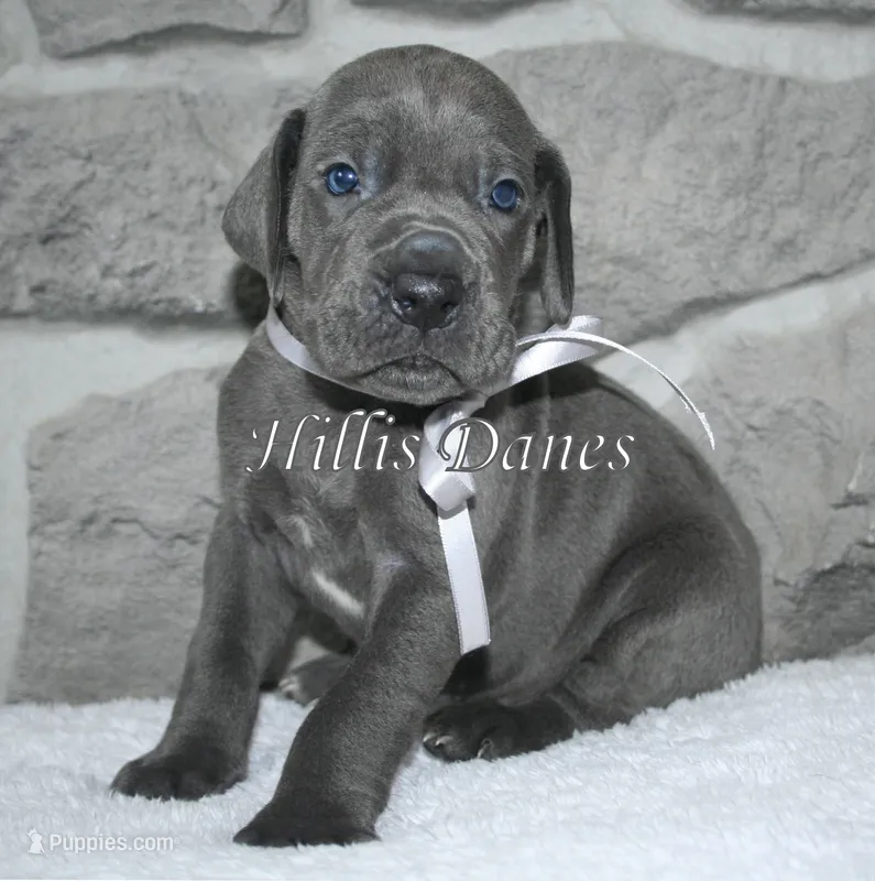 Thunder  – Great Dane puppy on hold in Millersport, OH