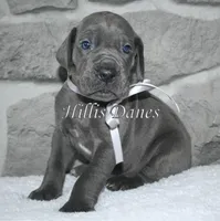 Thunder , a male Great Dane for sale in Millersport, OH – 3 of 5