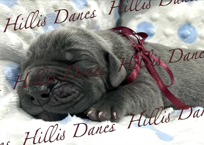 Striker – Great Dane puppy for sale in Millersport, OH