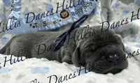 Regen , a male Great Dane for sale in Millersport, OH – 2 of 3