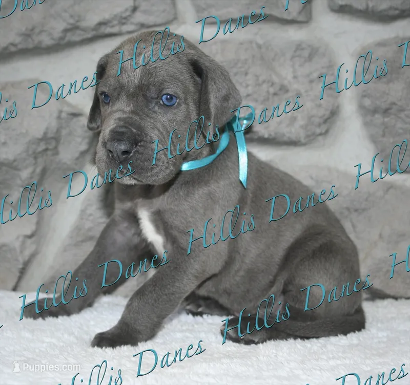 Blitz – Great Dane puppy on hold in Millersport, OH