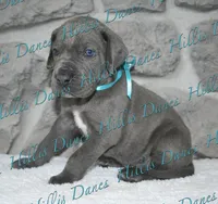 Blitz, a male Great Dane for sale in Millersport, OH – 2 of 5
