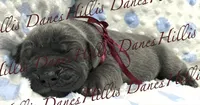 Striker, a male Great Dane for sale in Millersport, OH – 3 of 3