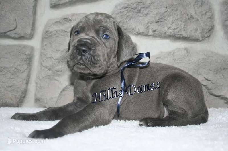 Regen – Great Dane puppy on hold in Millersport, OH