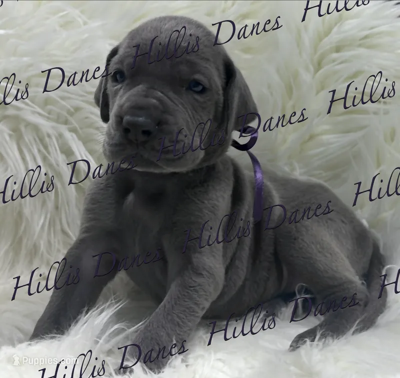 Storm – Great Dane puppy on hold in Millersport, OH