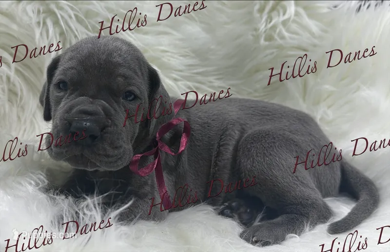Striker – Great Dane puppy for sale in Millersport, OH